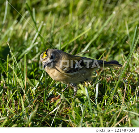 Goldcrest (Regulus regulus) in migrationtime, at Ottenby, southern tip of Oland, Sweden. Goldcrest (Regulus regulus) in migrationtime, at Ottenby, southern tip of Oland, Sweden. 121497034