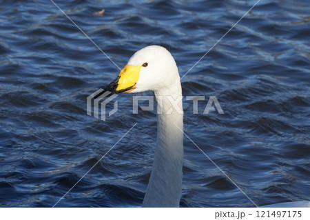 水面をゆったり泳ぐ美しい白鳥 顔 アップ 水面をゆったり泳ぐ美しい白鳥 顔 アップ 121497175