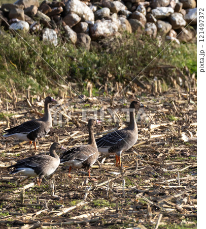 White-fronted Goose (Anser albifrons) and Bean Goose (Anser fabalis), at Southern Oland, Sweden 121497372