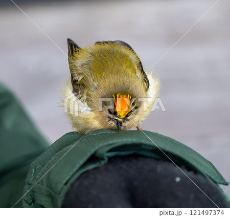 Goldcrest (Regulus regulus) in migrationtime, resting on a coat sleeve, at Ottenby, southern tip of Oland, Sweden. Goldcrest (Regulus regulus) in migrationtime, resting on a coat sleeve, at Ottenby, southern tip of Oland, Sweden. 121497374