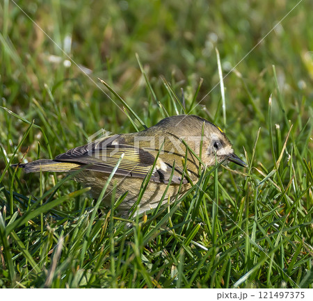 Goldcrest (Regulus regulus) in migrationtime, at Ottenby, southern tip of Oland, Sweden. Goldcrest (Regulus regulus) in migrationtime, at Ottenby, southern tip of Oland, Sweden. 121497375