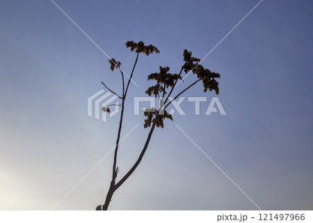 Tree Silhouette Against Purple Evening Sky Tree Silhouette Against Purple Evening Sky 121497966