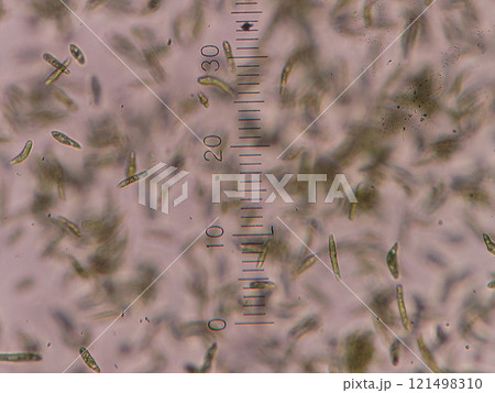 ホールスライドガラスの底に沈んでいる様子 ホールスライドガラスの底に沈んでいる様子 121498310