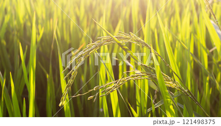 Close up ear of rice and blur of rice plant and light of sunset Close up ear of rice and blur of rice plant and light of sunset 121498375