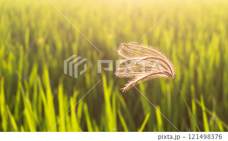 Flower of grass and blur green of rice leaves and light of sunset Flower of grass and blur green of rice leaves and light of sunset 121498376