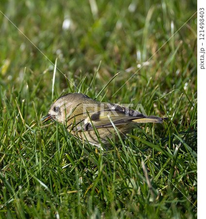 Goldcrest (Regulus regulus) in migrationtime, at Ottenby, southern tip of Oland, Sweden. 121498403