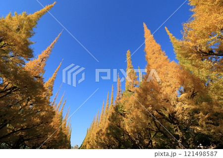 神宮外苑の銀杏並木 黄色に染まった銀杏並木 神宮外苑の銀杏並木 黄色に染まった銀杏並木 121498587