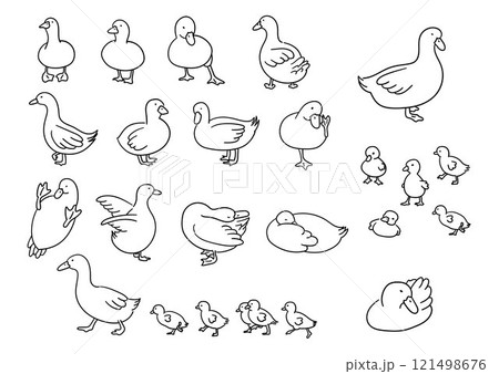 Hand drawn cute duck, funny duck, close up vector illustration 121498676