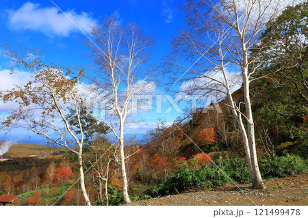 紅葉に染まる八幡平アスピーテライン　 121499478