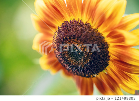 Large sunflower with bright orange and yellow petals Large sunflower with bright orange and yellow petals 121499805
