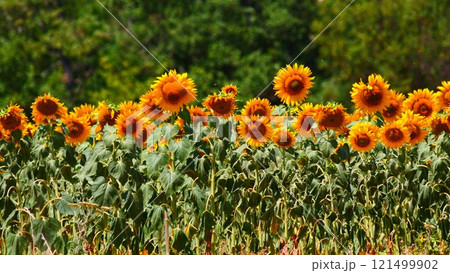 Field of blooming sunflowers, Provence France. 121499902