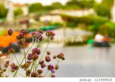 Flowers by riverbank, Coulon in France Flowers by riverbank, Coulon in France 121499918