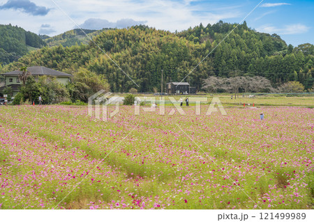 藤枝市の殿コスモス畑と秋空の風景(静岡県) 121499989