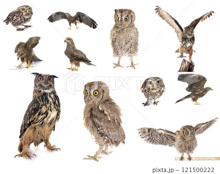 bird of prey in Europe bird of prey in Europe 121500222