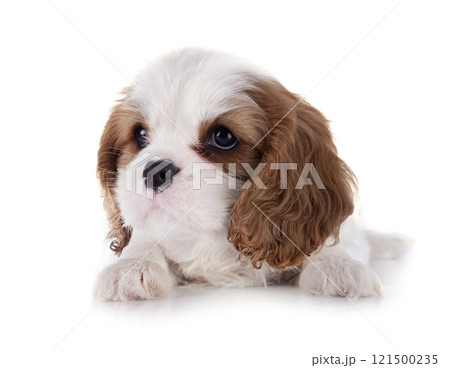 young cavalier king charles young cavalier king charles 121500235