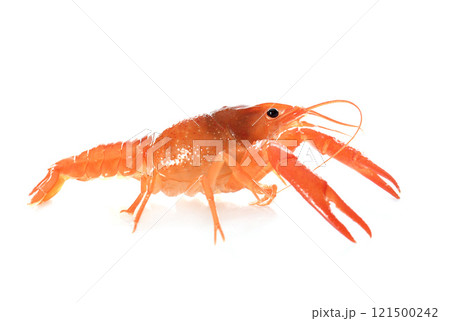 red crayfish red crayfish 121500242