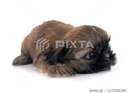 puppy Shih Tzu in studio 121500265