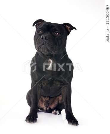 staffordshire bull terrier staffordshire bull terrier 121500467