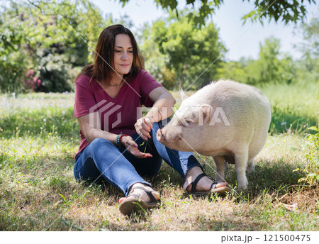 miniature pig and farmer in garden 121500475