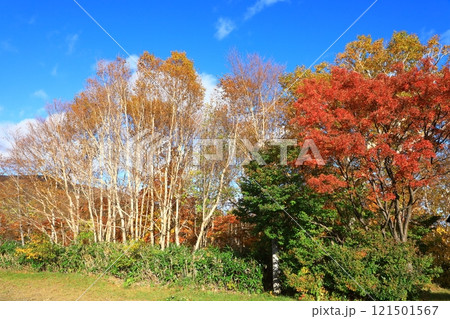 十和田八幡平国立公園 御在所沼遊歩道 十和田八幡平国立公園 御在所沼遊歩道 121501567