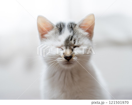 子猫 子猫 121501970