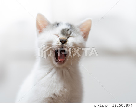 子猫 子猫 121501974