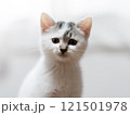 子猫 121501978