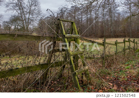 An old wooden fence, weathered and covered in moss, with autumn leaves scattered on the ground 121502548