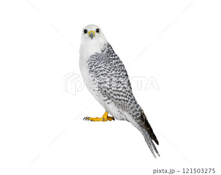 falco rusticolus isolated on white background 121503275
