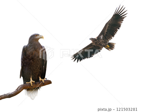 white-tailed isolated on white background 121503281