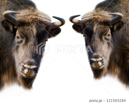 two bison isolated on white background 121503284