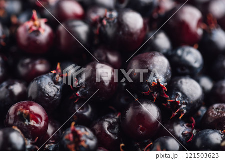 Close Up of Ripe Berries of Shadbush 121503623