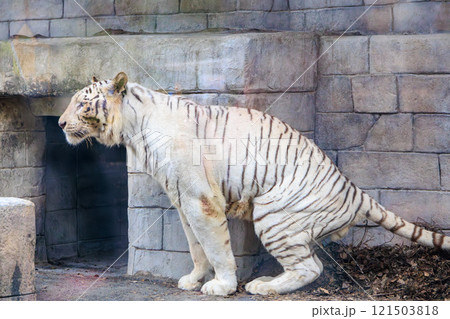 おしっこをするホワイトタイガー 121503818