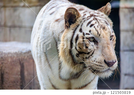 動物園のホワイトタイガー 121503819