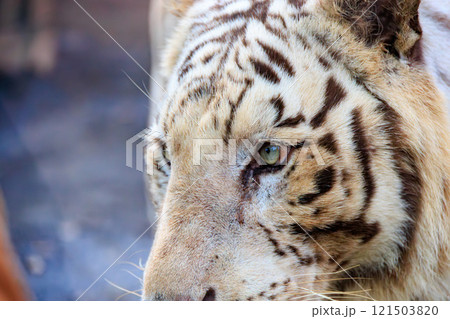 動物園のホワイトタイガー 121503820