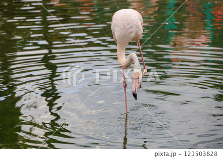 水辺のヨーロッパフラミンゴ 水辺のヨーロッパフラミンゴ 121503828