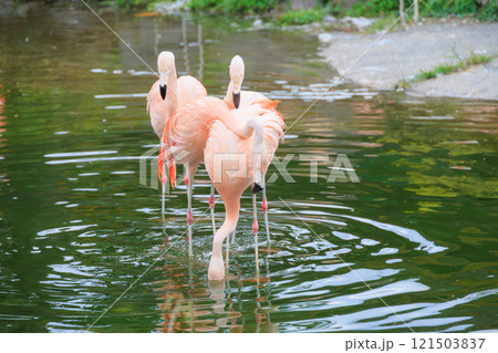 絡み合うチリーフラミンゴ 絡み合うチリーフラミンゴ 121503837