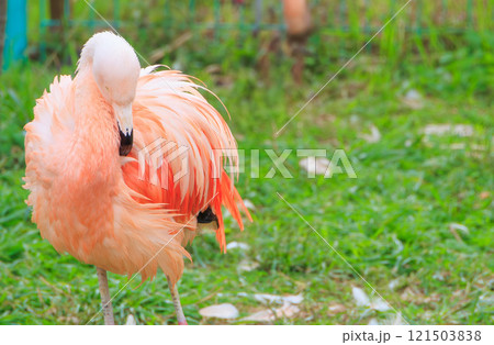 毛づくろいをするベニイロフラミンゴ 121503838