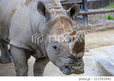 動物園のミナミシロサイ 動物園のミナミシロサイ 121503842