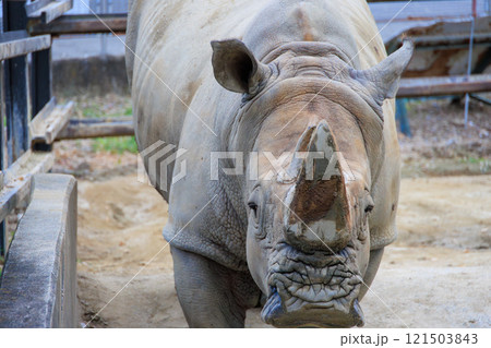 動物園のミナミシロサイ 動物園のミナミシロサイ 121503843
