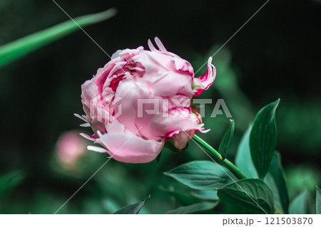 A big gently pink bud of a fragrant peony in a spring garden. Beautiful delicate flower on long stem among green foliage in springtime. Summer flowers 121503870