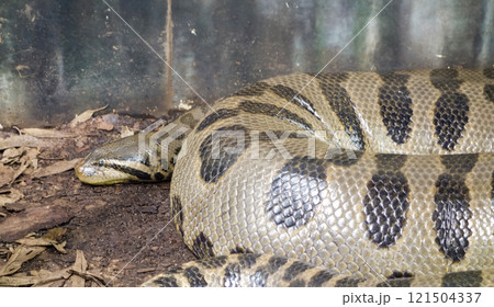 Eunectes murinus snake, or brazilian Anaconda. in captivity 121504337