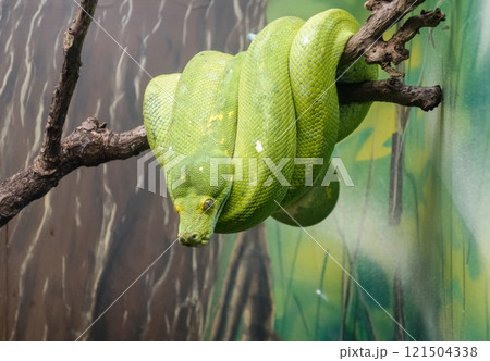 green tree python, or Morelia viridis, hanging from a branch, in captivity 121504338