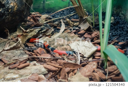 coral snake hidden on the terrain. close up coral snake hidden on the terrain. close up 121504340