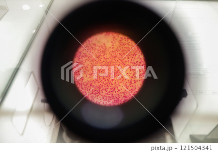 microscope lens, viewing Trypanosoma cruzi parasitic protozoan, causer of Chagas disease 121504341