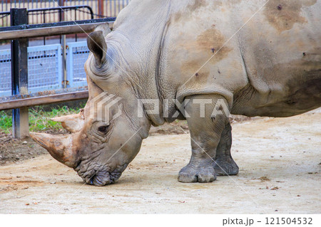 動物園のミナミシロサイ 121504532