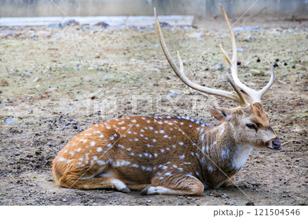 大きな角のアクシスジカ 121504546