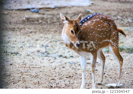 動物園のアクシスジカ 121504547