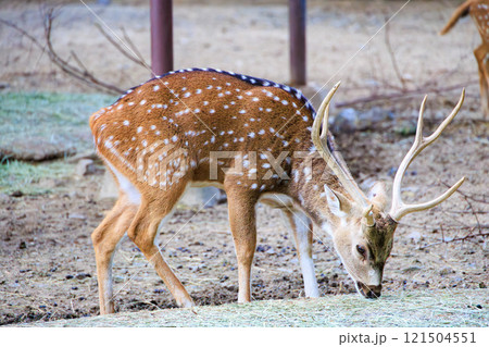 草を食べるアクシスジカ 121504551