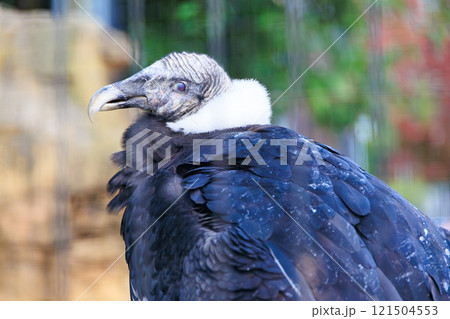 動物園のアンデスコンドル 121504553